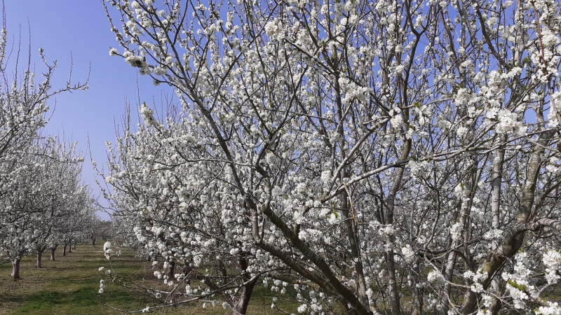 Heath Fruit Farm